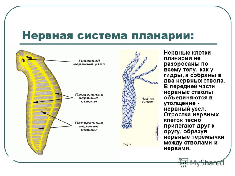 Bs gs ru официальный сайт